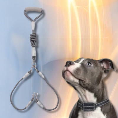 laisse double chien couleur gris chien regarde laisse