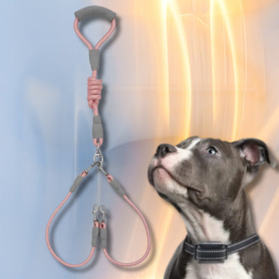 laisse double chien couleur rose chien regarde laisse