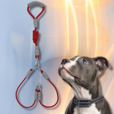 laisse double chien couleur rouge chien regarde laisse