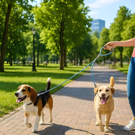 Une femme avec ses deux chiens marche sur le trottoir avec la laisse double pour chien. 