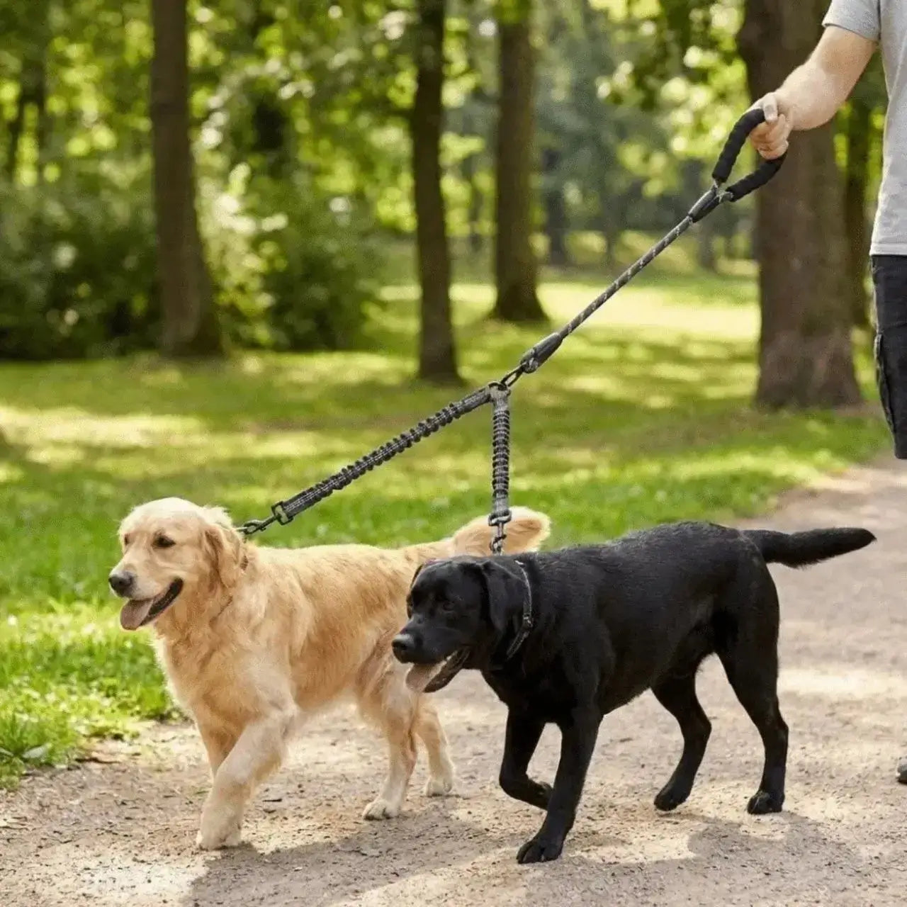Un homme avec un labrador et un golden retriever marche avec la laisse double pour chien noir.
