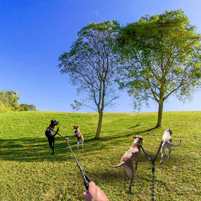 laisse double pour chien quatre chiens en laisse joue terrain