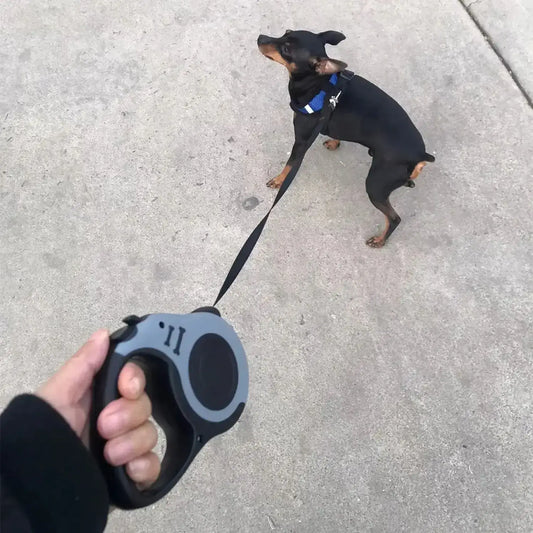 Un chihuahua avec une laisse enrouleur pour chien de couleur noire