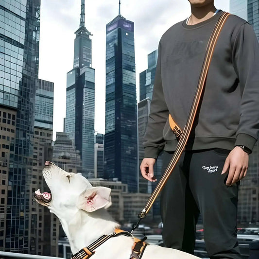 Un homme en ville avec son labrador en laisse avec la laisse main libre pour chien orange.