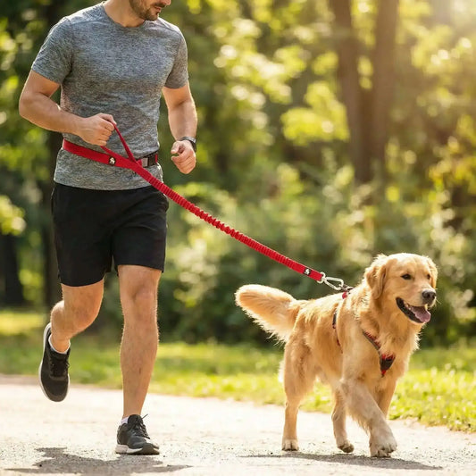 Un homme fait du jogging avec son golden retriever en laisse avec la laisse mains libres pour chien Laisso.
