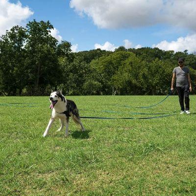 laisse pour chien 15m chien hosky maitre entrainement
