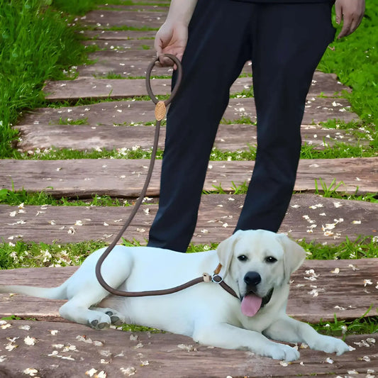 Un labrador allongé au pied de son maître avec sa laisse pour chien marron.