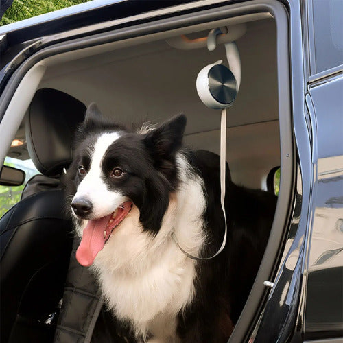 laisse pour chien chien dans habitacle auto