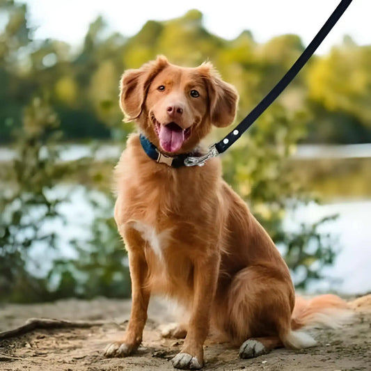 Un golden retriever assis avec sa laisse pour chien noir.