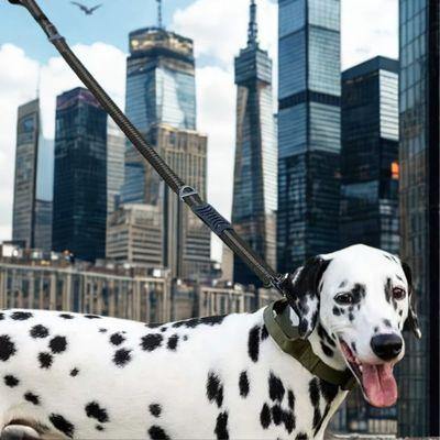 laisse pour chien dalmatien laisse tactique ville france