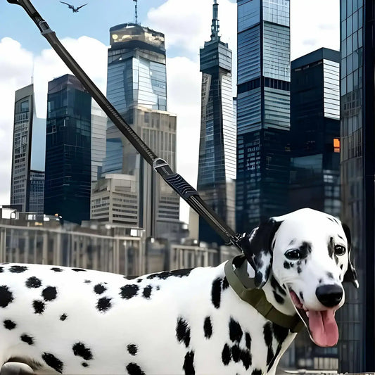 Un dalmatien en ville avec sa laisse pour chien noir.