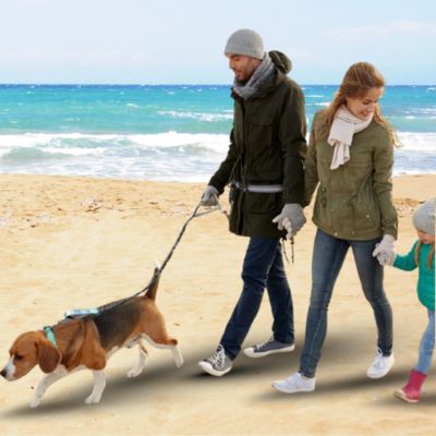 laisse pour chien famille avec chien plage