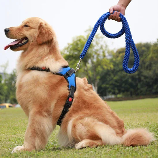 laisse pour chien golden blond avec laisse bleu noir