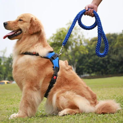 laisse pour chien golden blond avec laisse bleu noir