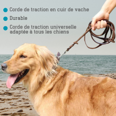laisse pour chien golden plage laisse universelle tout chien