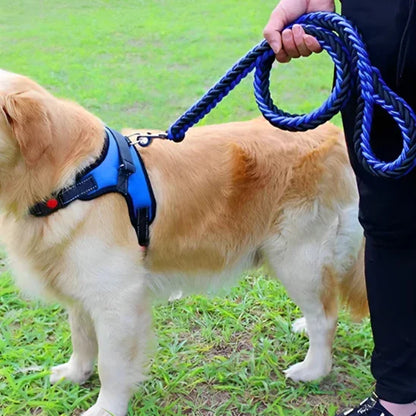 laisse pour chien golden retriever avec laisse bleu
