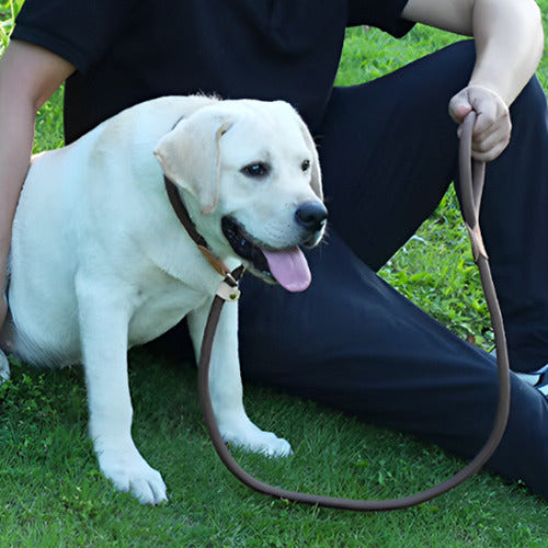 laisse pour chien homme assie gazon avec labrador