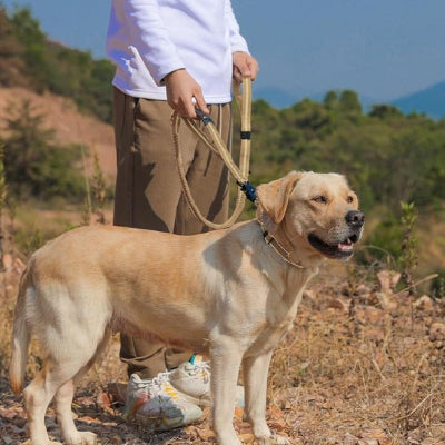 laisse pour chien | laisse tactique - Jolianimaux