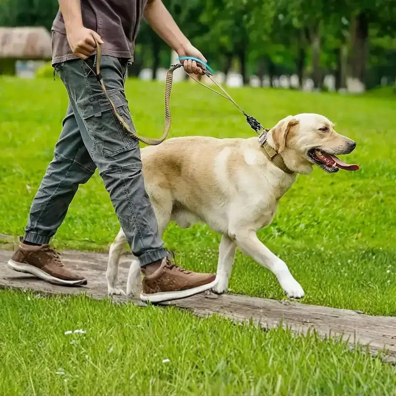 Un homme marche avec son labrador dans un parc avec une laisse pour chien noir.
