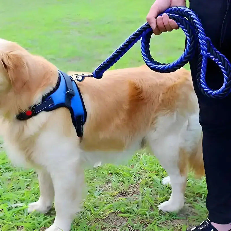 Un golden retriever avec une laisse pour chien bleu et noir.