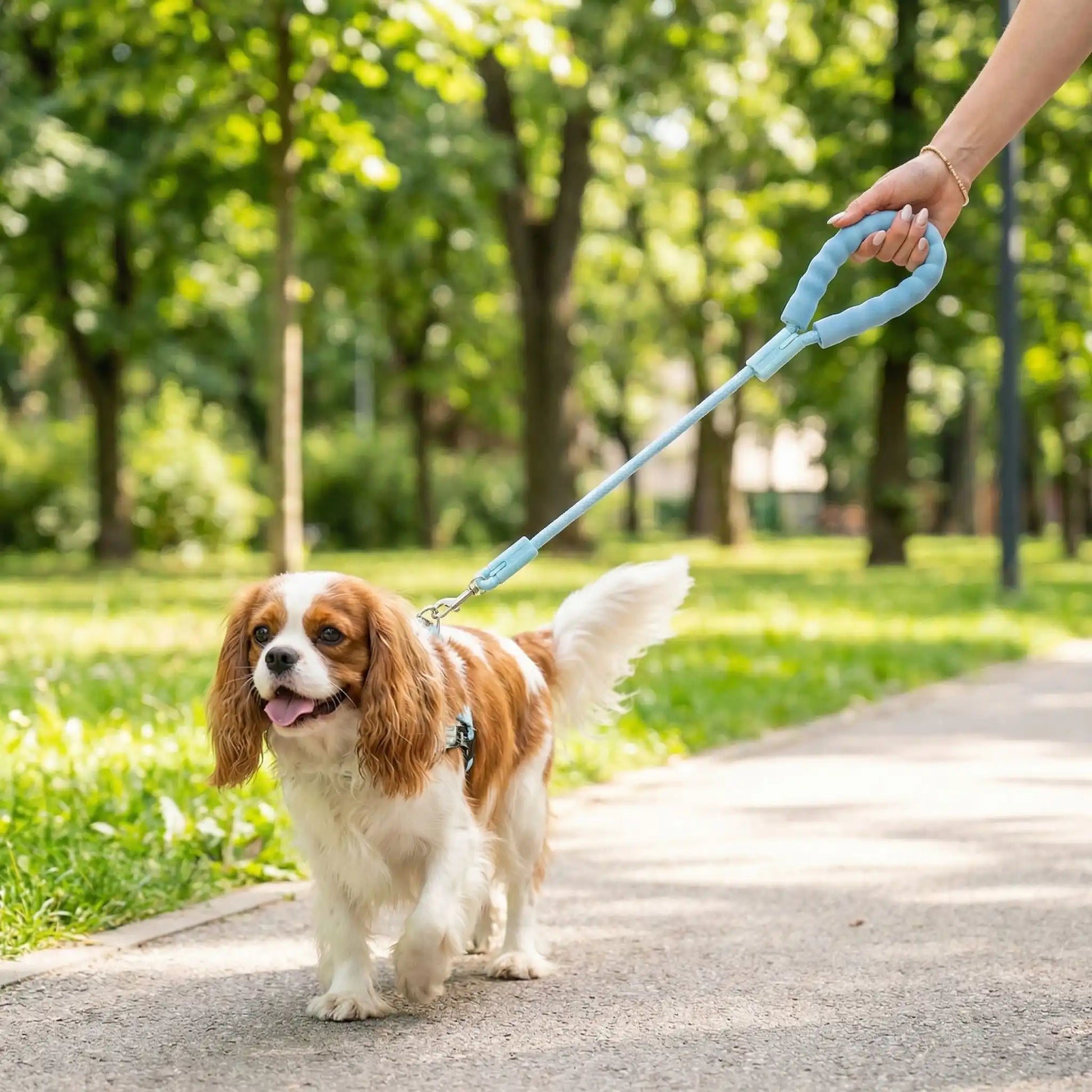 Un cavalier King Charles marche dans la rue avec sa laisse pour chien bleue.