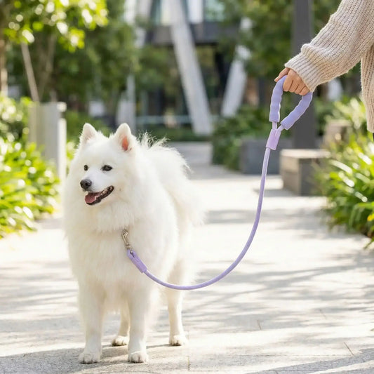 Un grand spitz japonais blanc sur un trottoir dans un domaine avec la laisse pour chien violet.