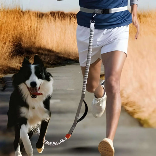 Un homme avec son border collie court avec une laisse pour chien mains libres.