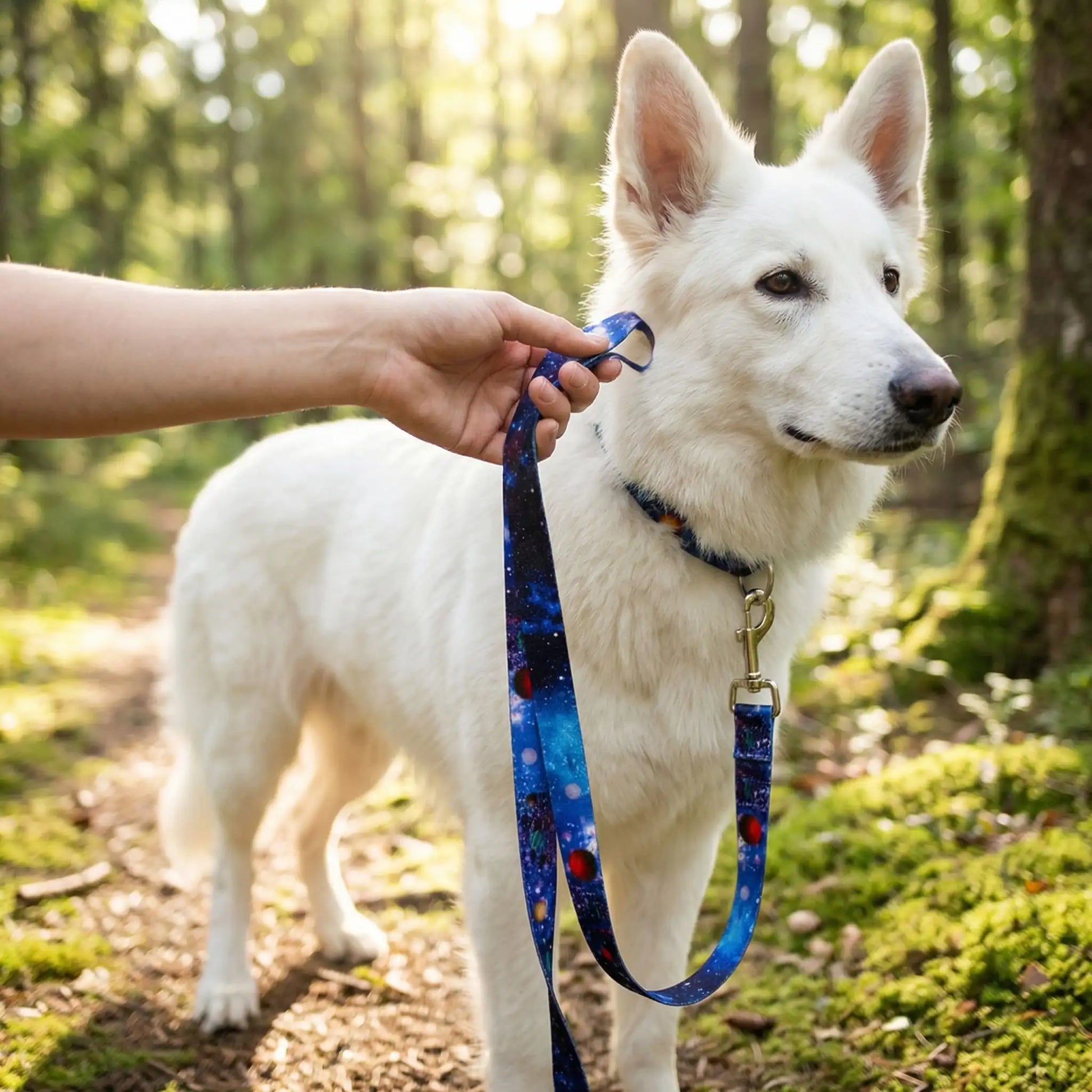 Un berger suisse dans une forêt avec sa laisse pour chien bleue.