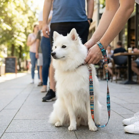 Un spitz japonais moyen assis sur le trottoir en file d'attente avec sa laisse pour chien multicolore.