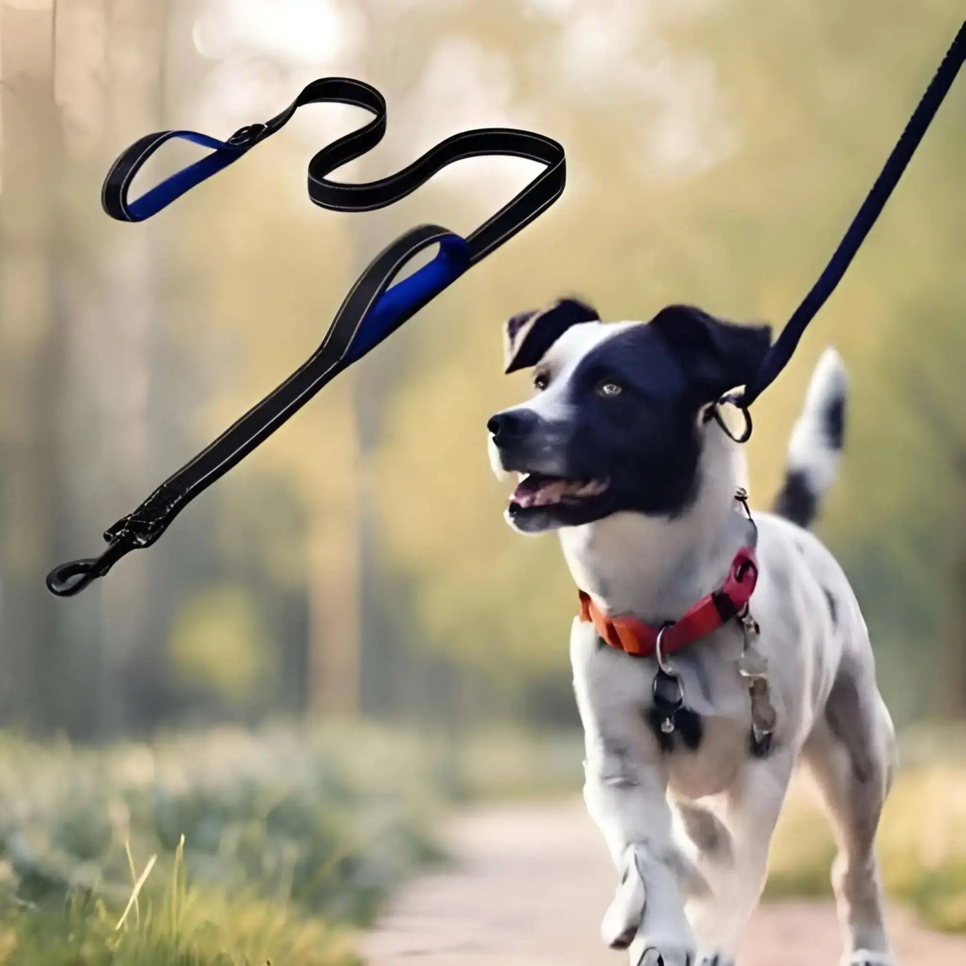 Un Jack Russell avec une laisse pour chien de couleur noire et bleue.