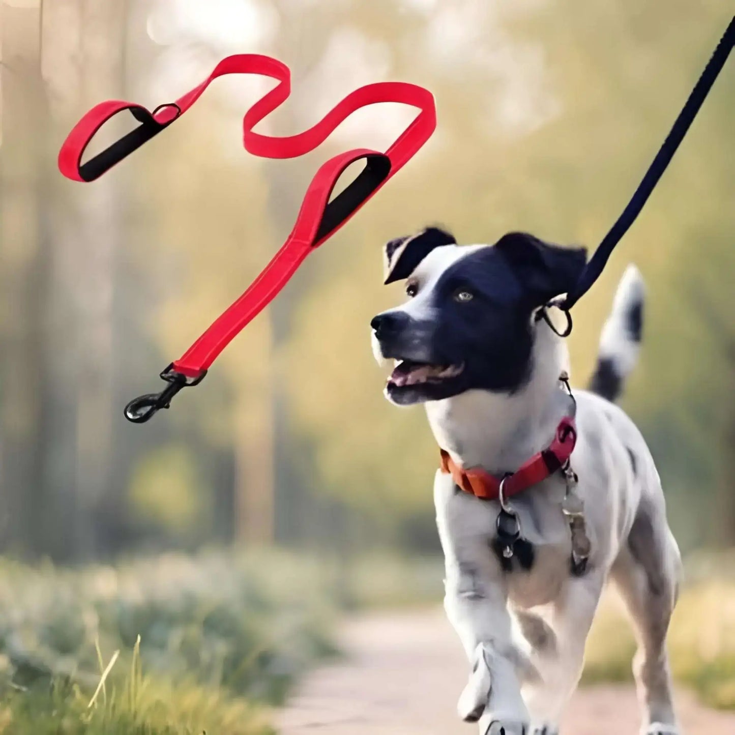 Un Jack Russell avec une laisse pour chien de couleur rouge.