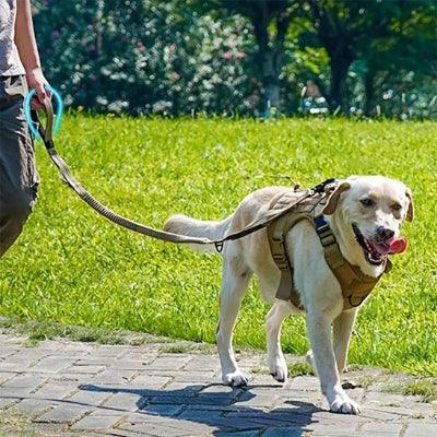 laisse pour chien promenade gros-golden retriever par laisse