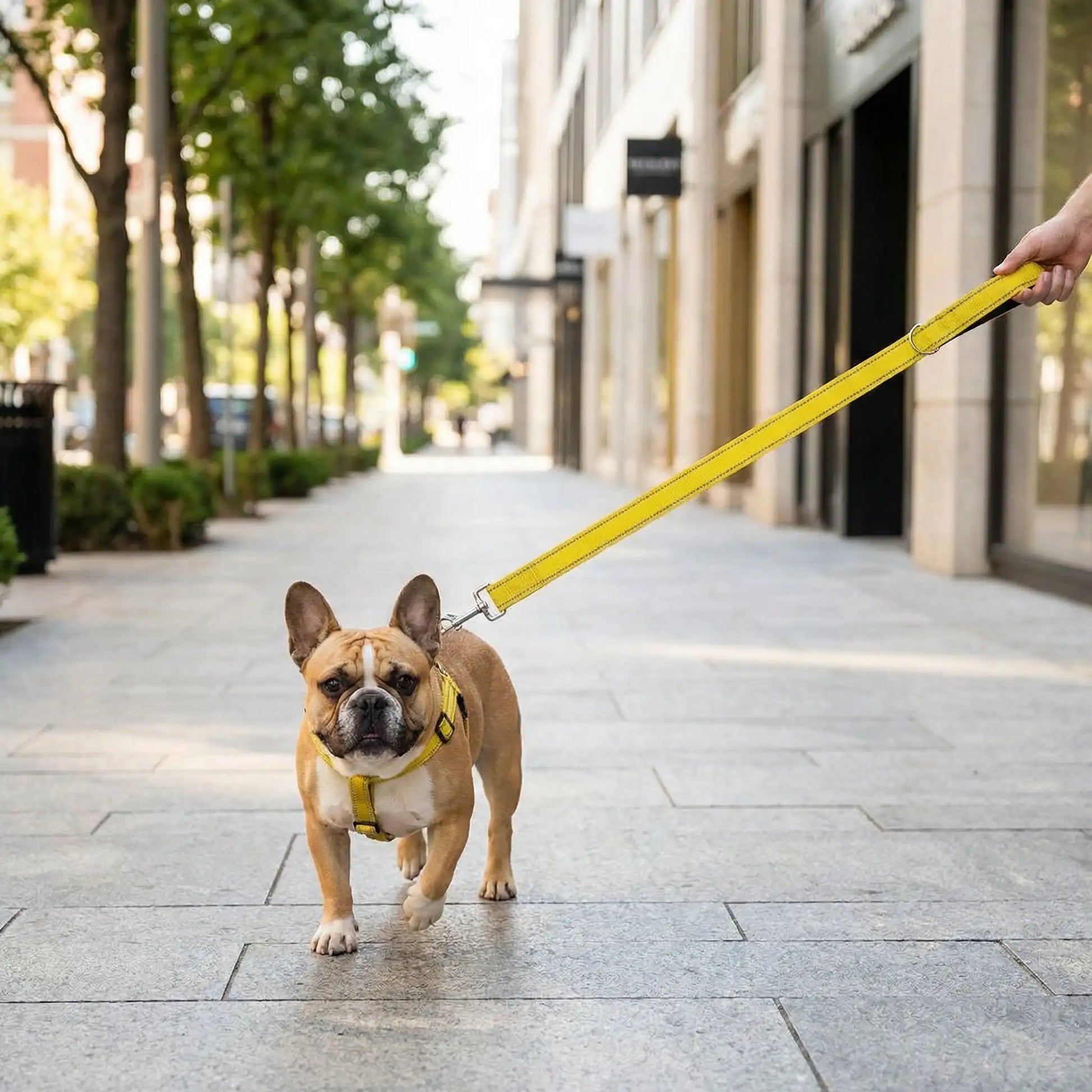 Un bouledogue français marche sur un trottoir en ville avec sa laisse pour chien jaune.