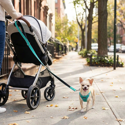 Un chihuahua avec son maître à côté d'une poussette avec sa laisse pour chien verte.