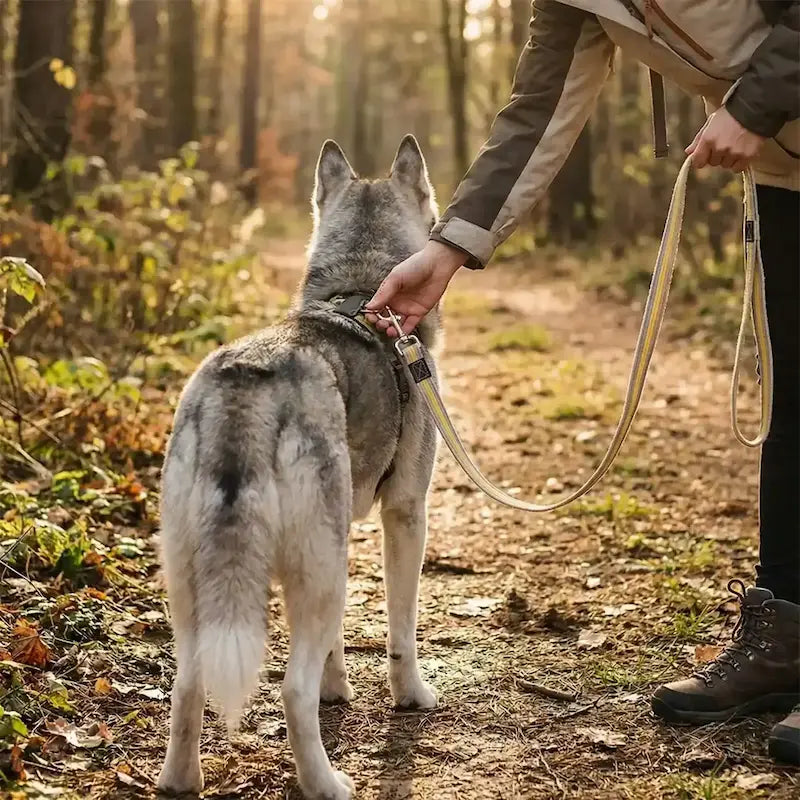 Un maître dans la forêt met en place la laisse pour chien sur son husky vu de dos.