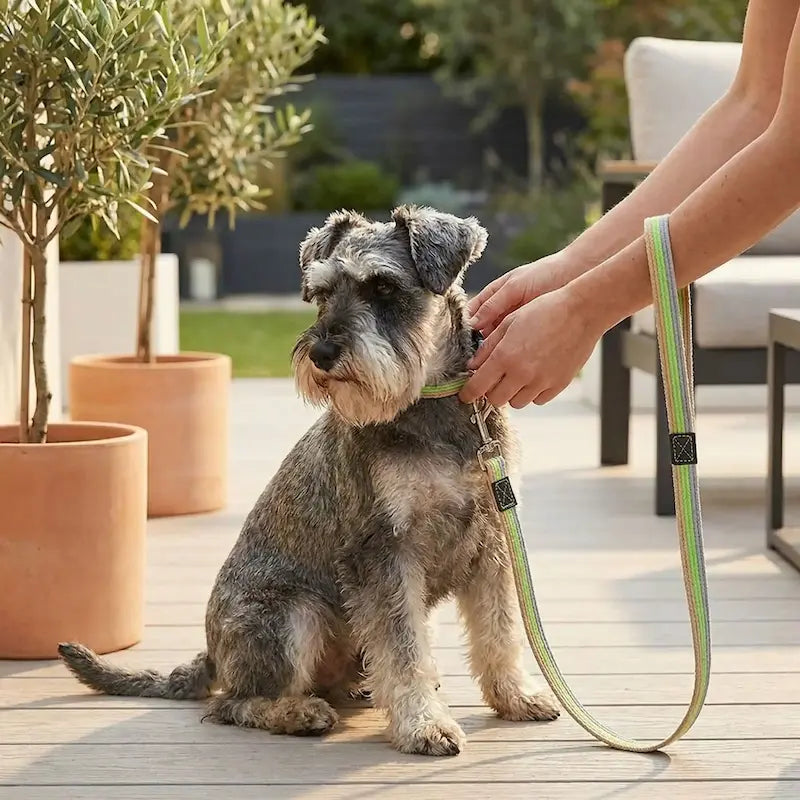 Une femme sur une terrasse met en place une laisse pour chien verte à son schnauzer assis.