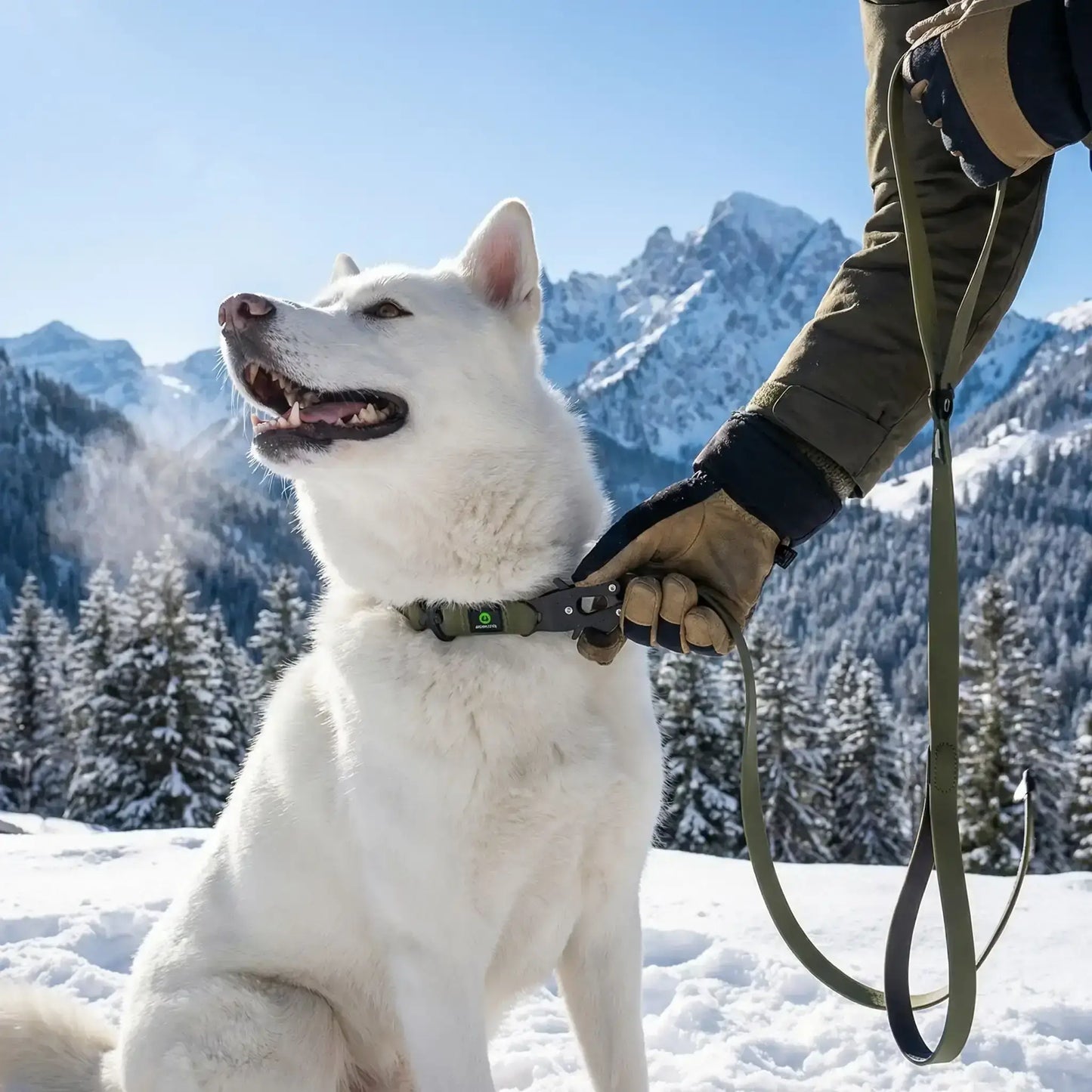 Un husky en randonnée dans les montagnes avec les laisses pour chiens Baladesse vert.
