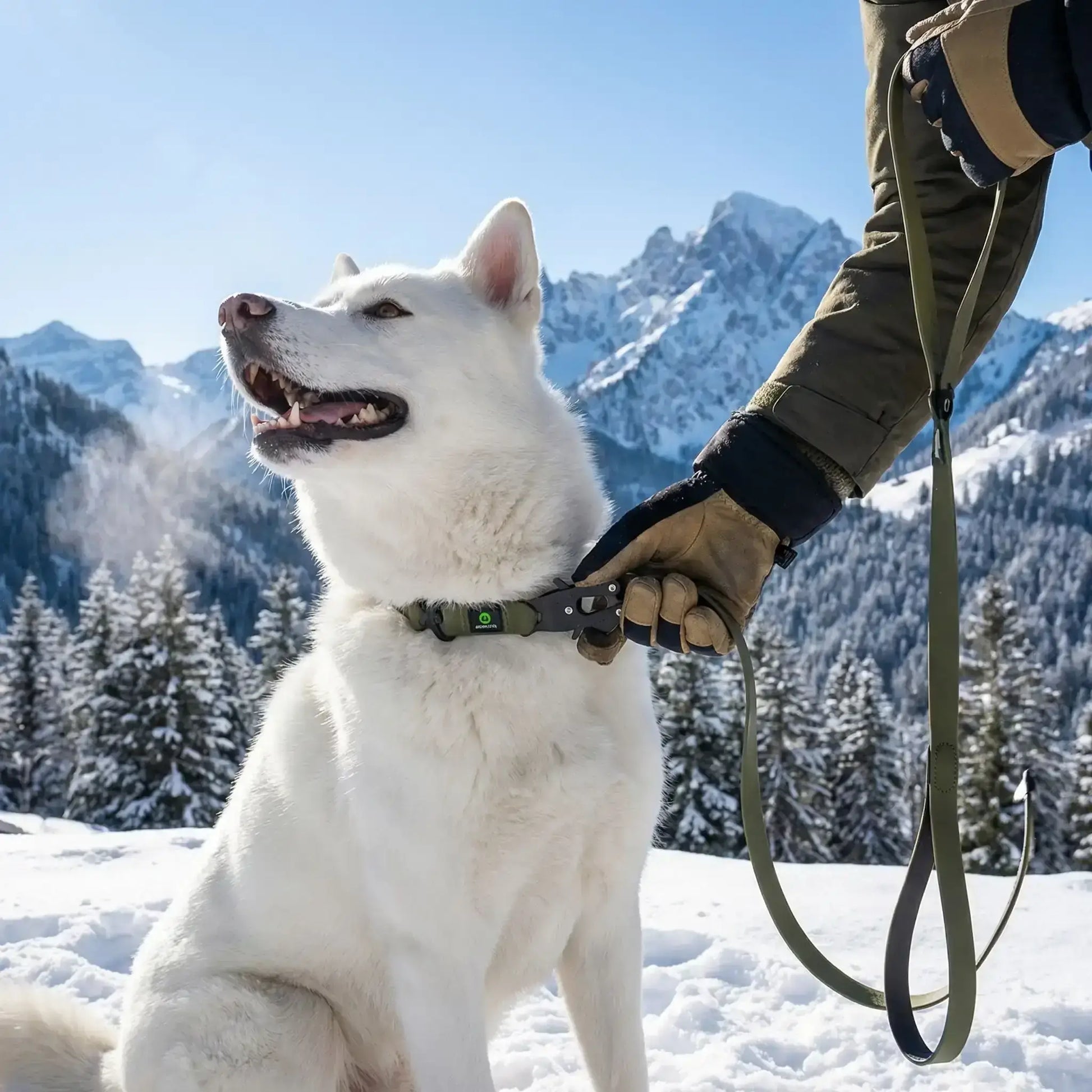 Un husky en randonnée dans les montagnes avec les laisses pour chiens Baladesse vert.