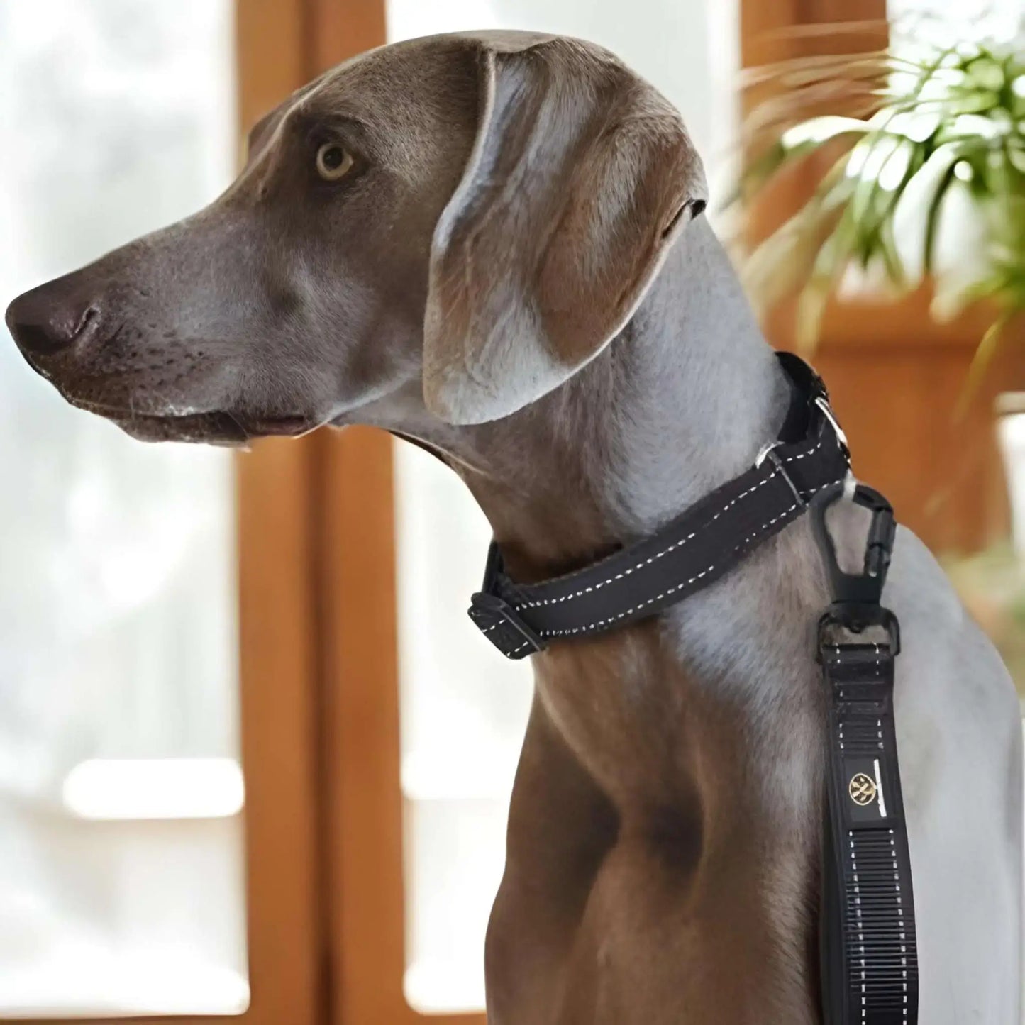 Un braque allemand avec les laisses pour chiens Zip noir.