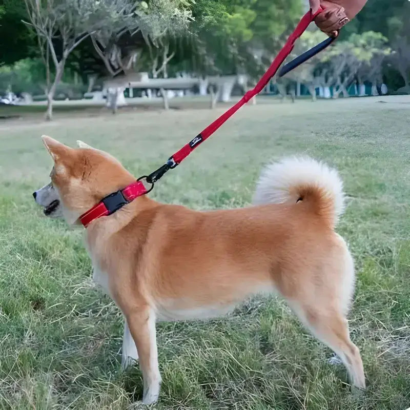 Les laisses pour chiens Zip sur un akita inu.