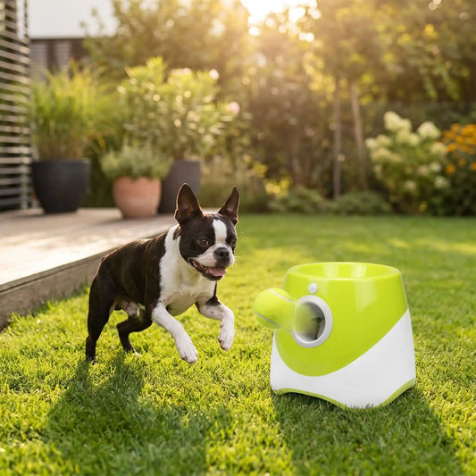 Un Boston terrier joue avec le lanceur de balle automatique pour chien dans l'arrière-cour.