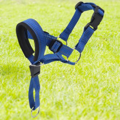 licol chien couleur bleu