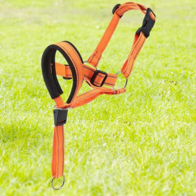 licol chien couleur orange