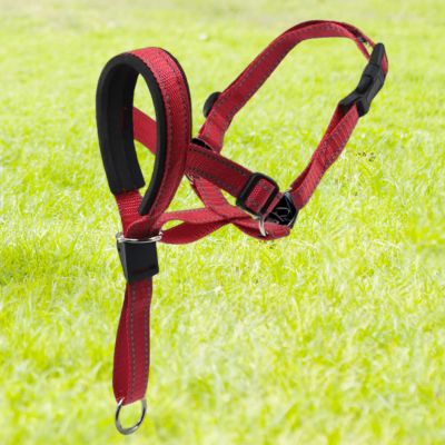 licol chien couleur rouge