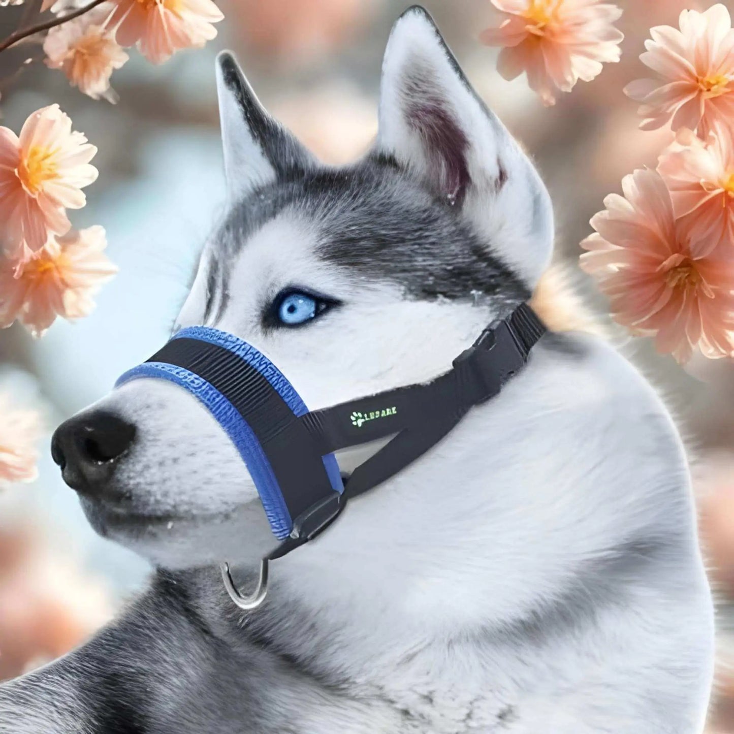 Un husky porte le licol pour chien bleu avec un décor de fleur.