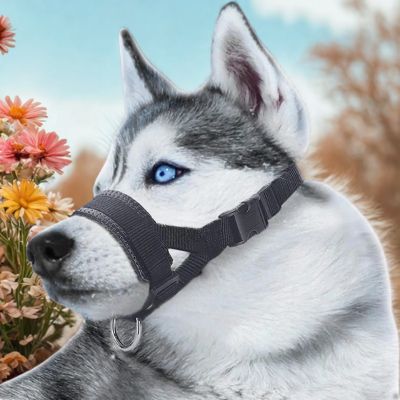 licol chien hosky licol noir fleurs