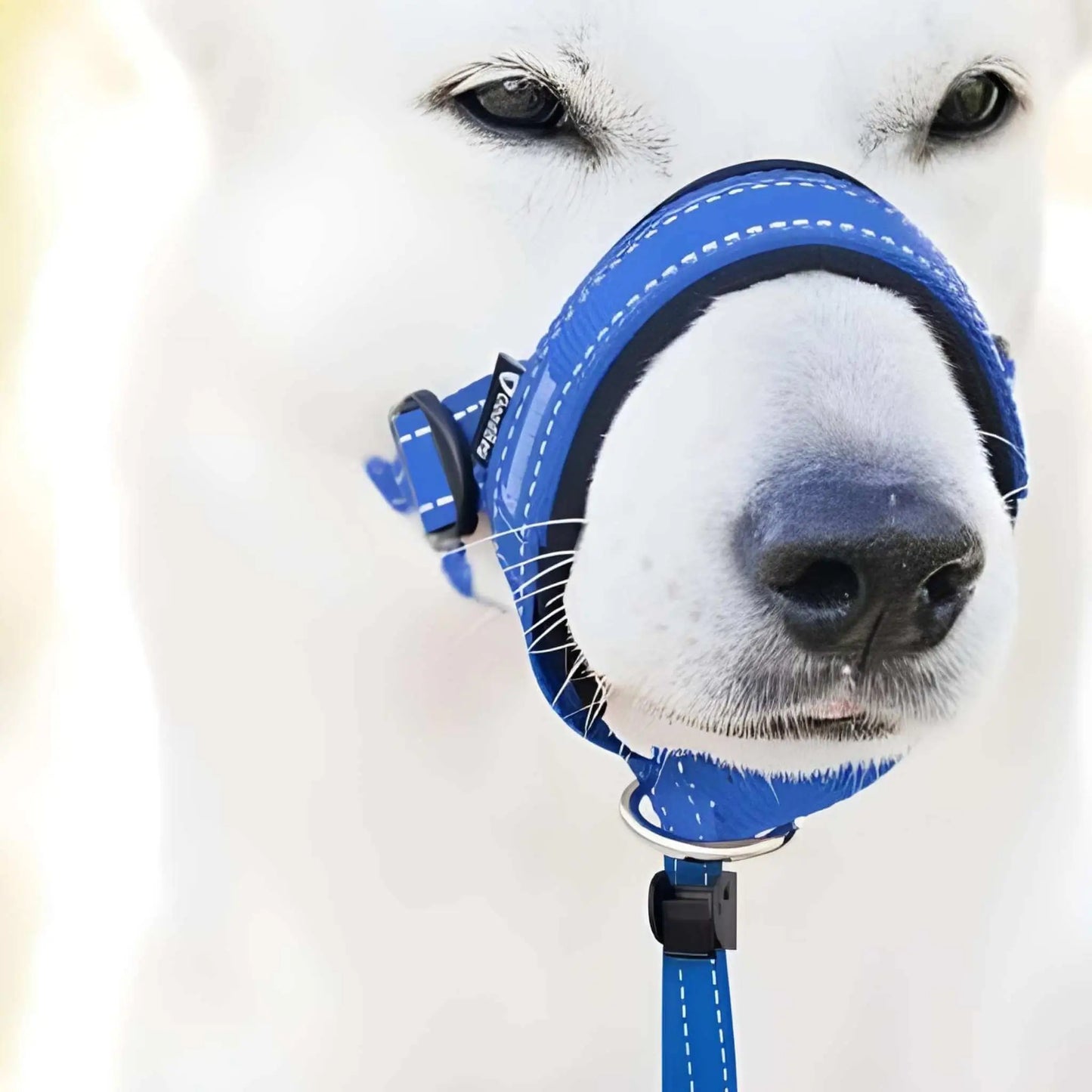 Un berger suisse blanc vu de face de très près avec un licol chien bleu.