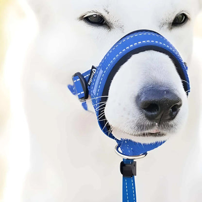Un berger suisse blanc vu de face de très près avec un licol chien bleu.
