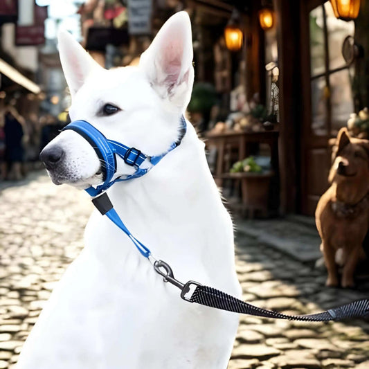 Un berger suisse dans la rue porte le licol pour chien bleu.
