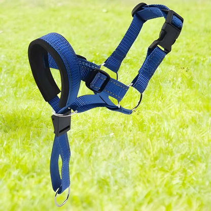 Un licol chien de couleur bleue.